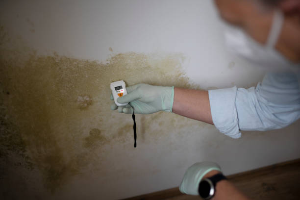 Best Crawl Space Mold Remediation in South El Monte, CA
