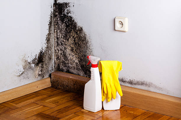  South El Monte, CA Mold Removal Pros