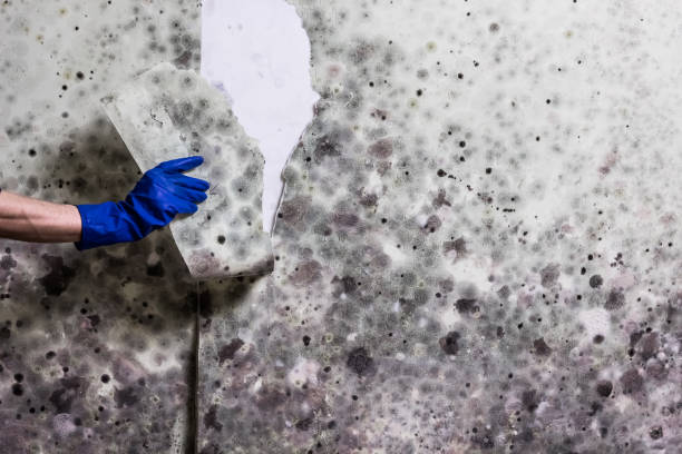 Best Commercial Mold Remediation in South El Monte, CA
