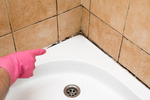 South El Monte, CA Mold Remediation Company